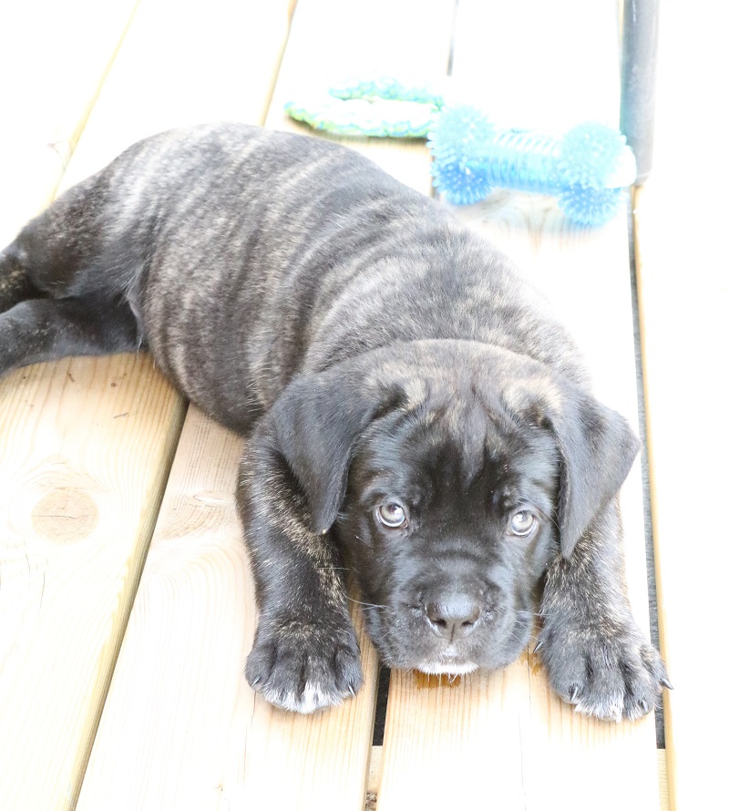 Hector 1