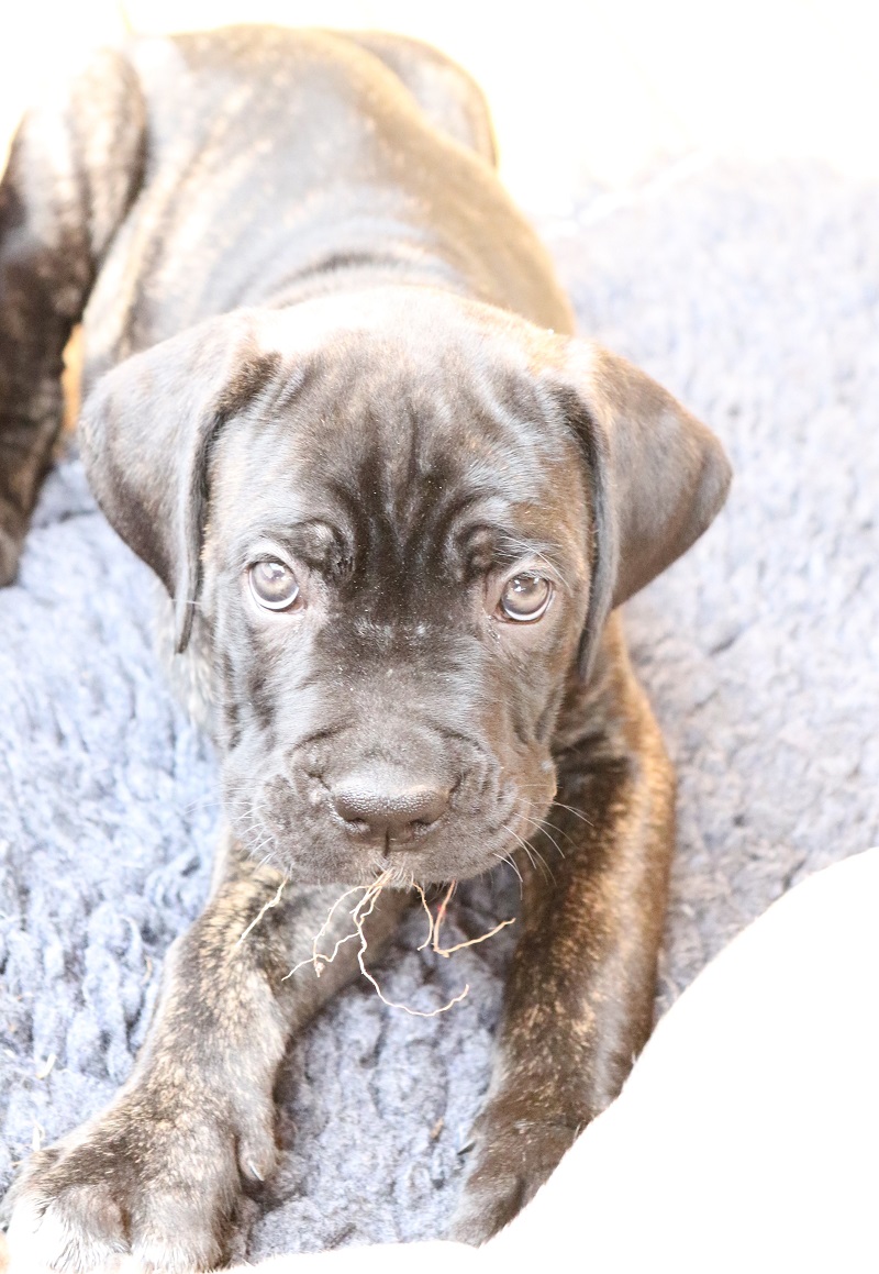 Ronja 1